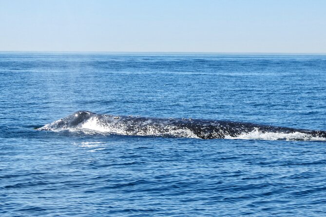 Whale and Dolphin Watching in San Diego - The real value: a 22-foot boat and a front-row view