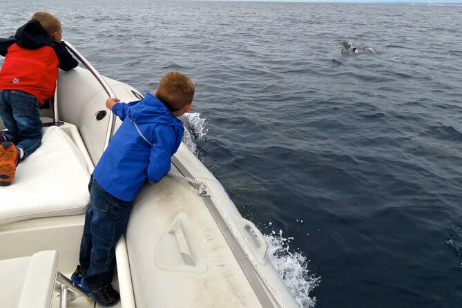 Whale and Dolphin Watching in San Diego - What you’re actually looking for out on the water