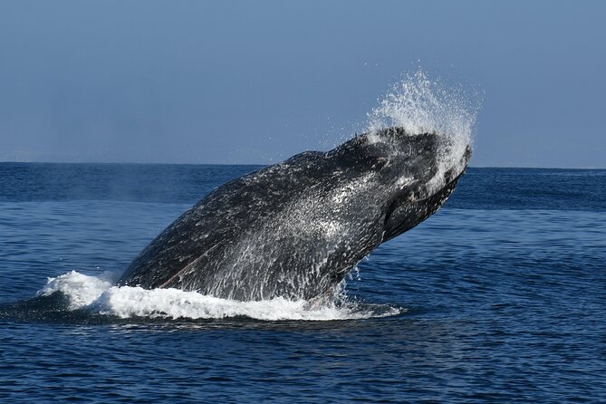 Whale and Dolphin Watching in San Diego - How the 3 hours usually feel: pace, scanning, and that close-up moment