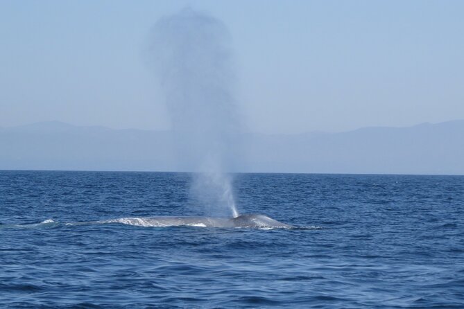 Whale and Dolphin Watching in San Diego - Price and value: why $149 can make sense (or not)
