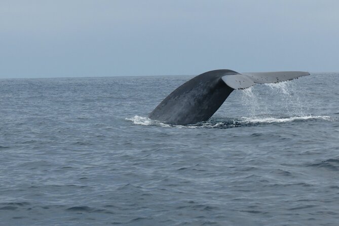 Whale and Dolphin Watching in San Diego - A fair warning: weather, luck, and rough seas