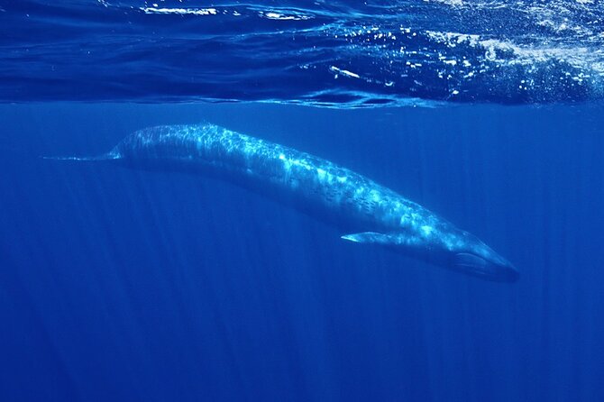 Whale and Dolphin Watching in San Diego Speedboat Tour - Key points to know before you go