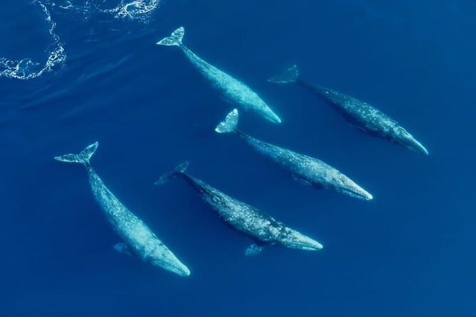 Whale and Dolphin Watching in San Diego Speedboat Tour - Mission Bay departure: how a 3-hour whale-and-dolphin search plays out