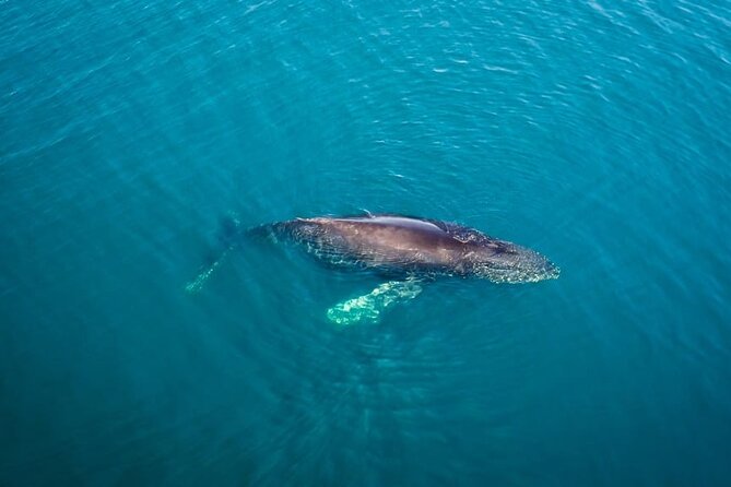 Whale and Dolphin Watching in San Diego Speedboat Tour - Dolphin encounters year-round, including the possibilities