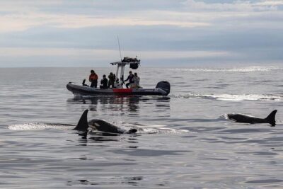 Whale and Dolphin Watching in San Diego Speedboat Tour - Seasonal whale odds: gray, blue, and humpback timing