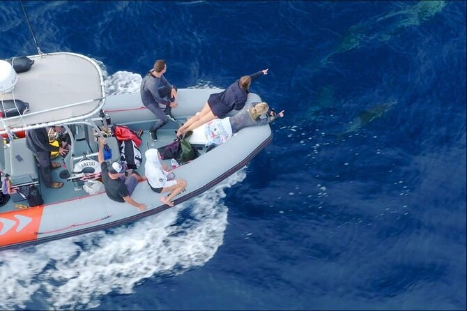 Whale and Dolphin Watching in San Diego Speedboat Tour - The Zodiac speedboat experience: why small groups feel better