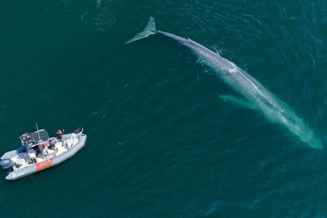 Whale and Dolphin Watching in San Diego Speedboat Tour - Practical timing: what the 15-minute cruise and offshore drive mean for viewing