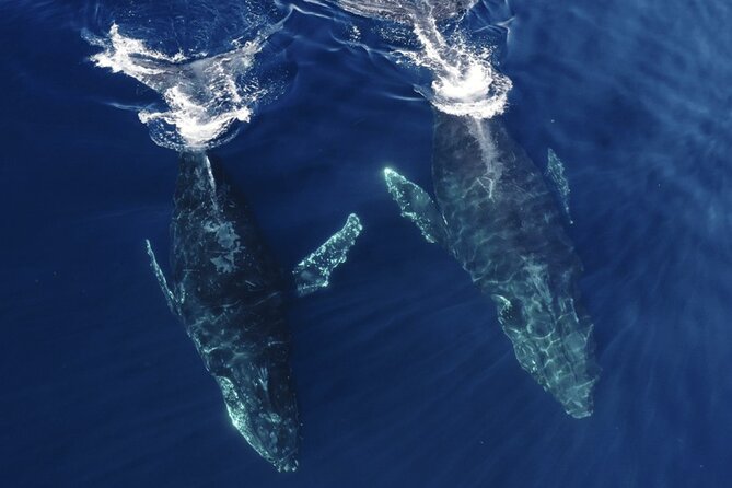Whale and Dolphin Watching in San Diego Speedboat Tour - What’s included, what’s not, and what you should bring