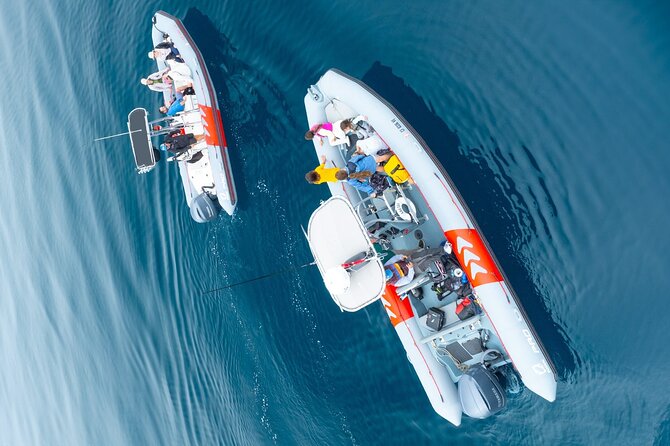 Whale and Dolphin Watching in San Diego Speedboat Tour - Price and value: is $199 per person worth it?