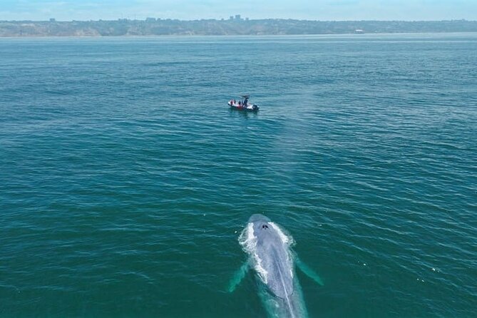 Whale and Dolphin Watching in San Diego Speedboat Tour - Who should book this San Diego whale and dolphin speedboat?