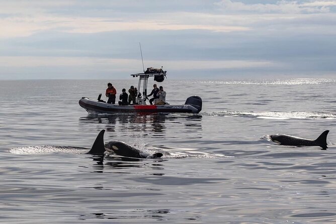 Whale and Dolphin Watching in San Diego Speedboat Tour - Seasonal whale odds: gray, blue, and humpback timing